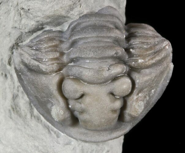 Bargain Enrolled Flexicalymene Trilobite - Ohio #47315